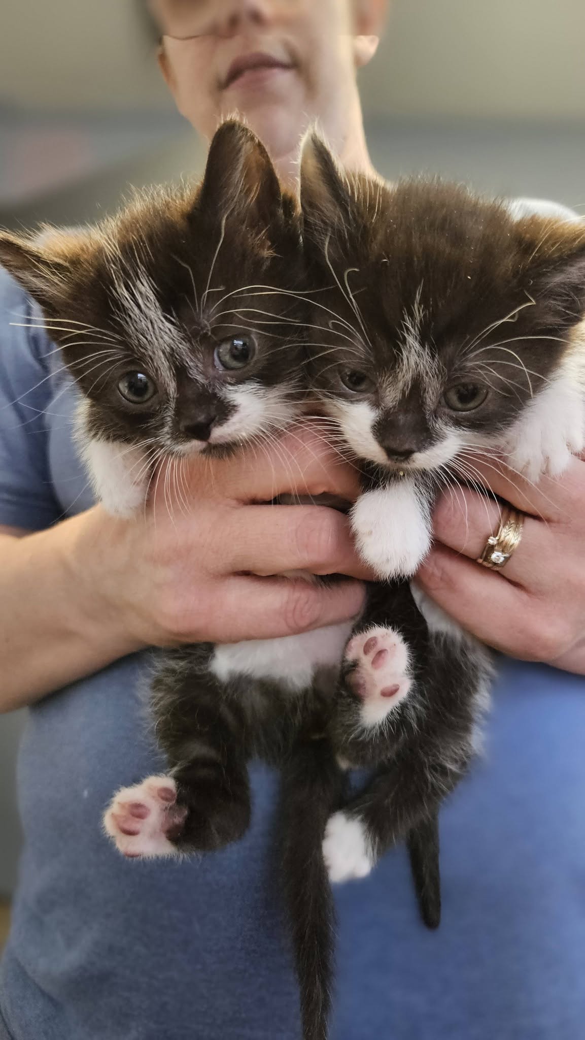 Shelter staff holding a pair of kittens